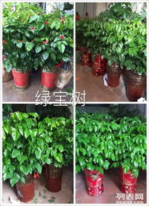 泉州綠植租擺服務 晉江公司專業花卉與植物租賃解決方案