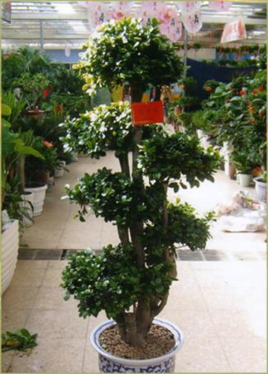 羅湖區綠植盆景租賃報價與專業養護服務全解析