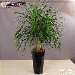 商務樓宇綠色生態 專業綠植租憑與花卉租擺養護服務