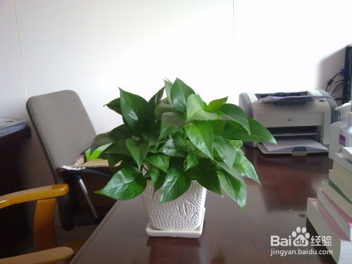 上海辦公室植物租賃價格與養護服務全面指南