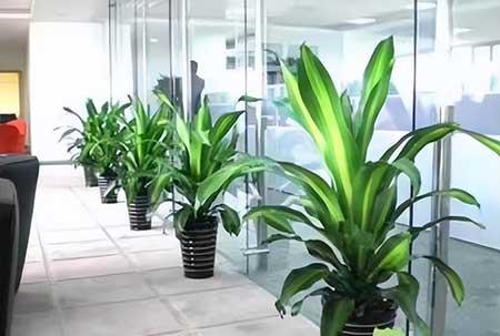 北京辦公室綠植租賃 專業養護，綠色辦公新體驗