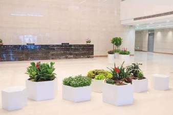 成都廠區綠化養護 企業單位綠植租賃,植物盆栽租擺,苗木出售